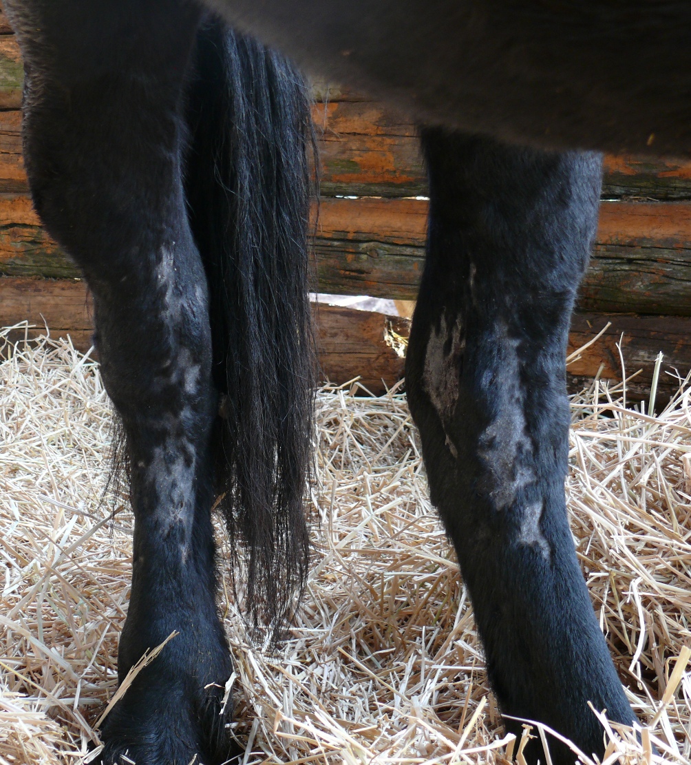 Goodshapes Fríský kůň - Friesian horse